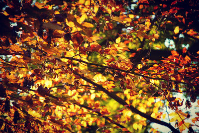 Close-up of maple leaves on tree