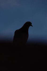 Close-up of silhouette bird against sky