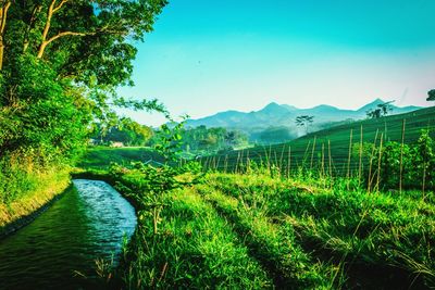 Scenic view of lake against clear sky