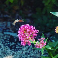 Close-up of bee pollinating on flower