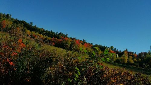 Trees on field against clear sky