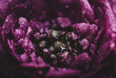 Close-up of pink flower