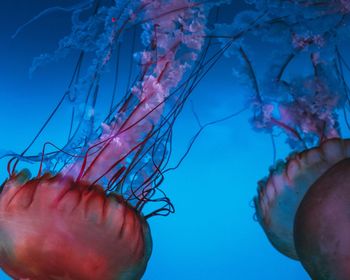 Close-up of jellyfish swimming in sea