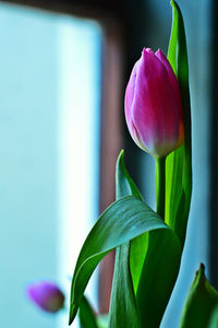 Close-up of flower blooming outdoors