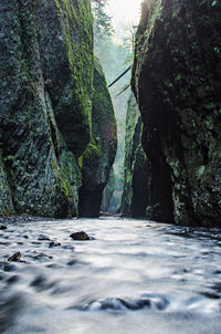 Scenic view of trees by rocks