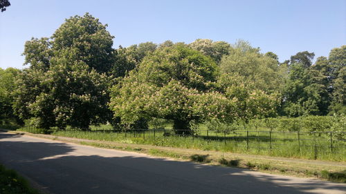 Trees by road against clear sky