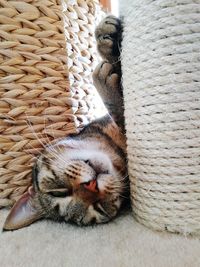 Cat sleeping in basket