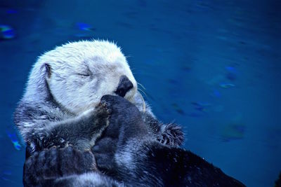 Close-up of otter sleeping on lake