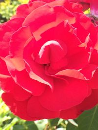 Close-up of red rose