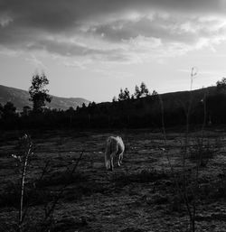 View of horse grazing on field