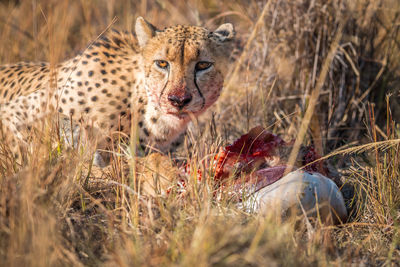 Portrait of cheetah standing amidst grass at forest