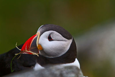 Close-up of puffin