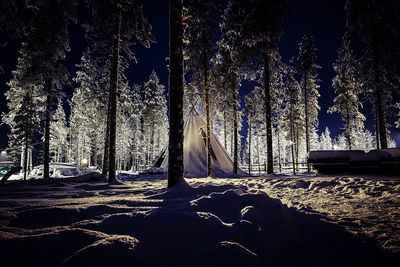 Trees in forest during winter
