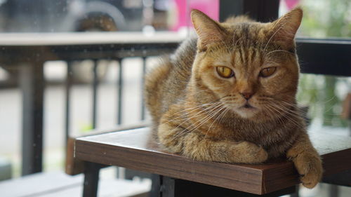 Close-up of a cat sitting on bench