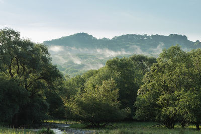 Scenic view of forest against sky