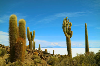 Cactus growing in desert against blue sky