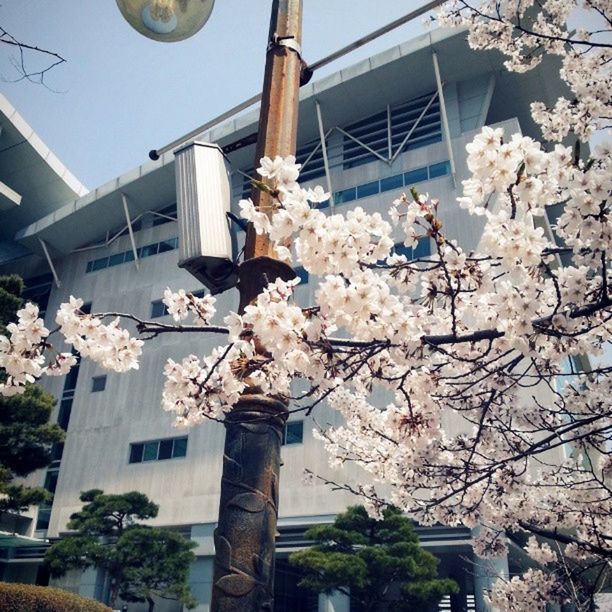 LOW ANGLE VIEW OF CHERRY BLOSSOM AGAINST BUILDING