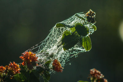 Close-up of insect on flower