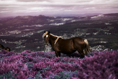 View of a horse on field