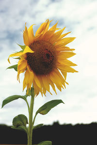 Close-up of sunflower