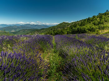 Scenic view of flowering plants on field against sky