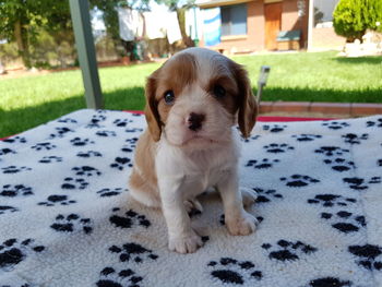 Close-up portrait of dog