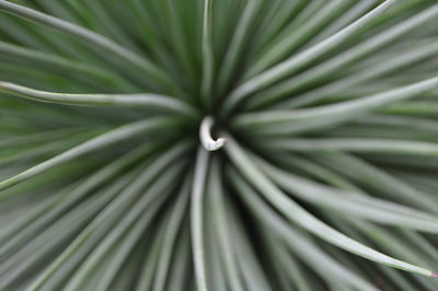 Full frame shot of palm leaf