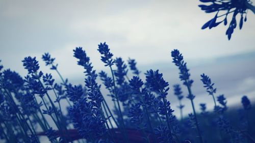 Low angle view of flowering plants against sky