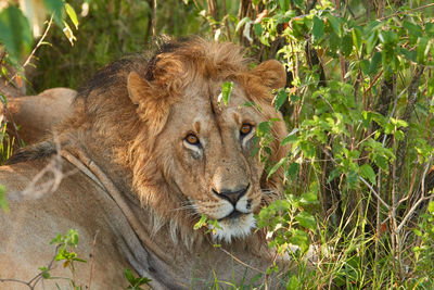 Portrait of a cat lying on land