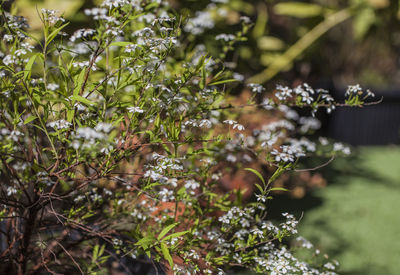 Close-up of white flowering plant