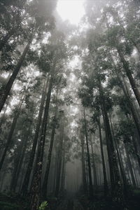 Low angle view of bamboo trees in forest