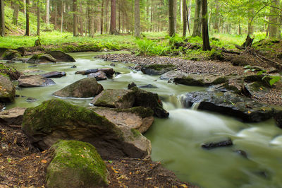 Stream flowing through rocks in forest