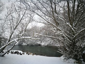 Bare trees by lake during winter