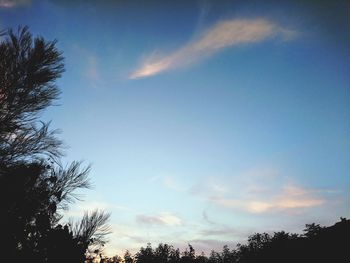 Low angle view of silhouette trees against sky