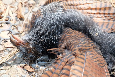 Close-up of dog lying on land