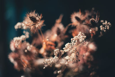 Backlited flowers in vase on the table in sunset time