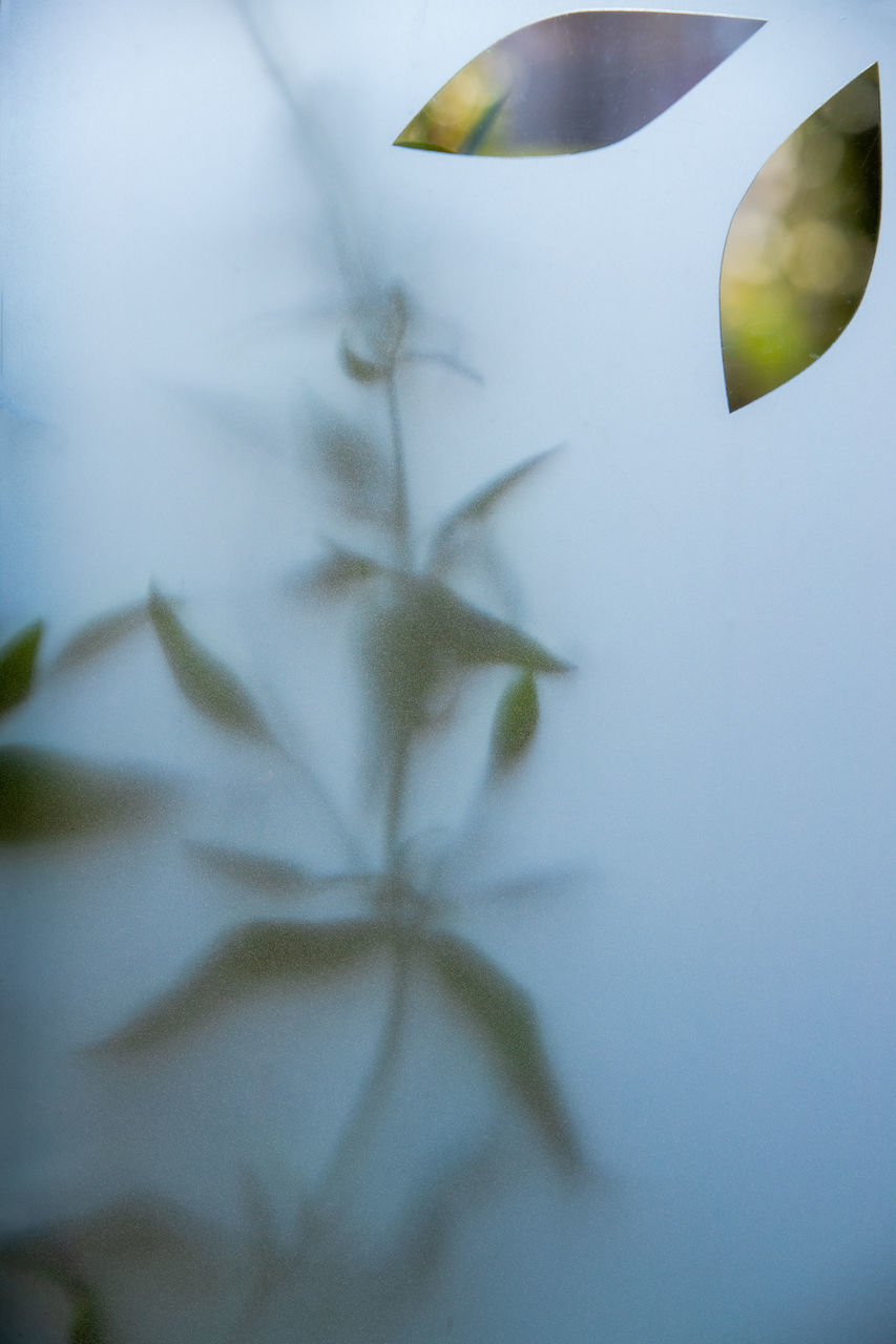 CLOSE-UP OF WATER DROPS ON LEAF