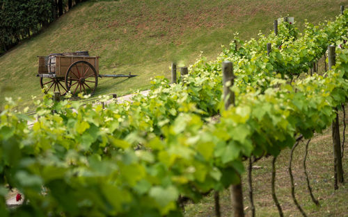 View of vineyard