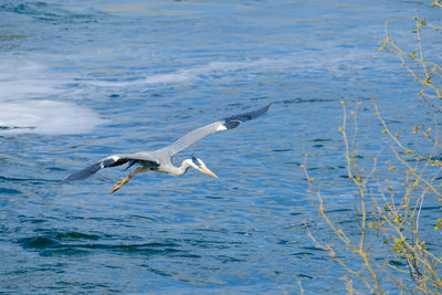 Birds flying over sea