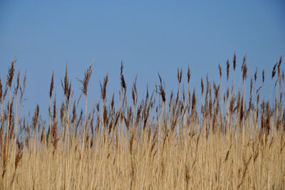 Low angle view of dry plants against clear blue sky