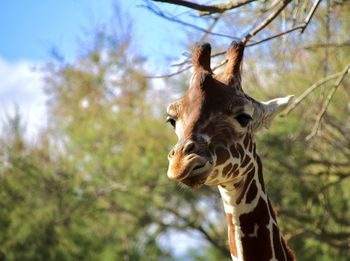 Giraffe and trees 