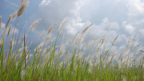 Scenic view of field against cloudy sky