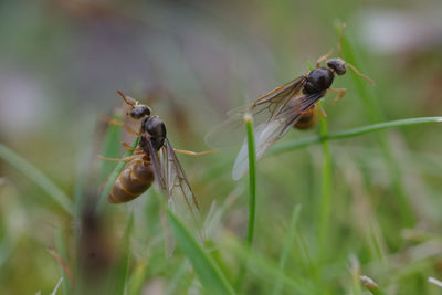 Close-up of insect on plant