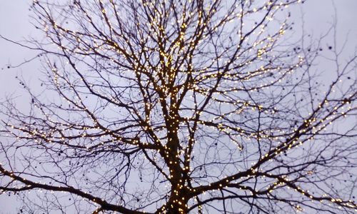 Low angle view of bare trees against sky