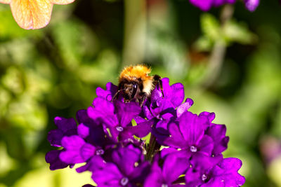 Close-up of bee pollinating on purple flower