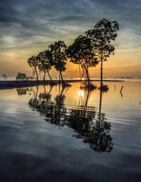 Silhouette of trees at lakeshore during sunset