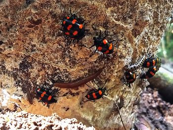 High angle view of ladybug