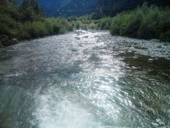 Scenic view of river in forest