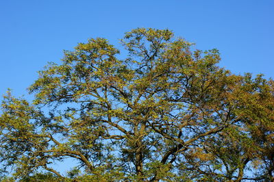 Low angle view of tree against blue sky