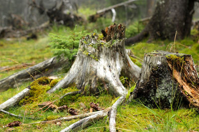 Close-up of tree stump in forest